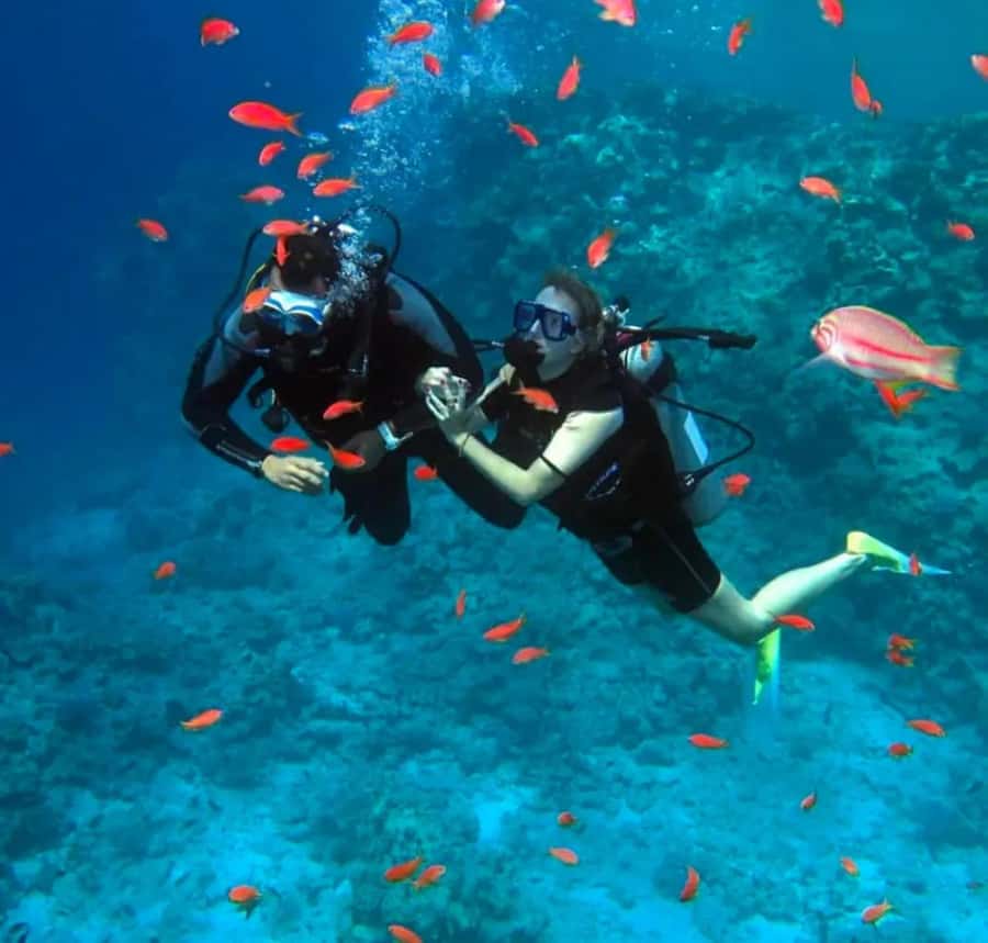 Sharm El Sheikh: Ras Mohamed & White Island Dive & Snorkel - Key points to know before you book