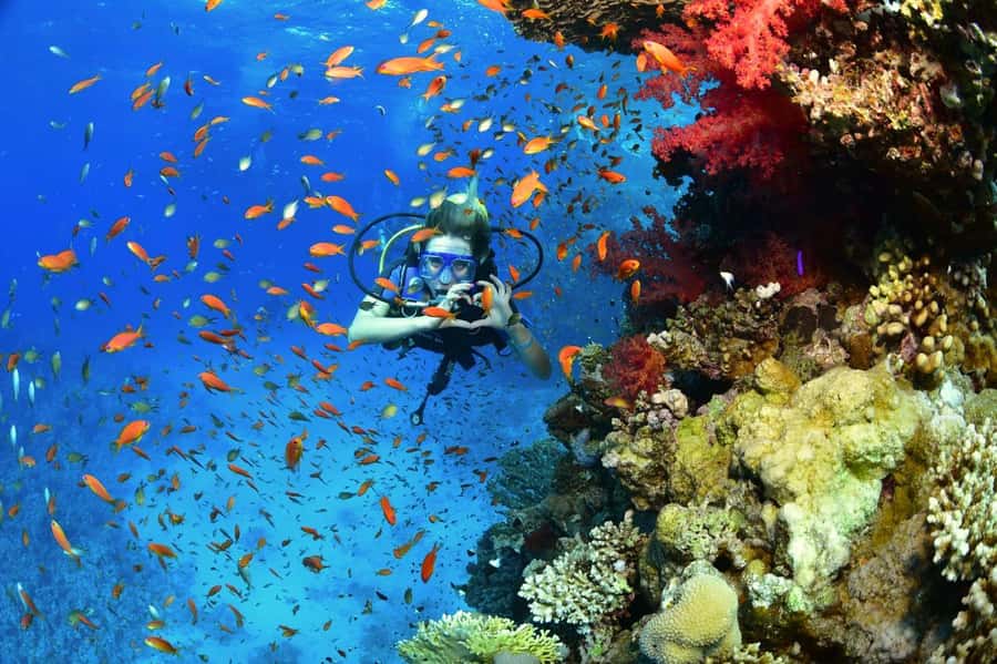 Sharm El Sheikh: Ras Mohamed & White Island Dive & Snorkel - Two snorkeling stops in Ras Mohamed