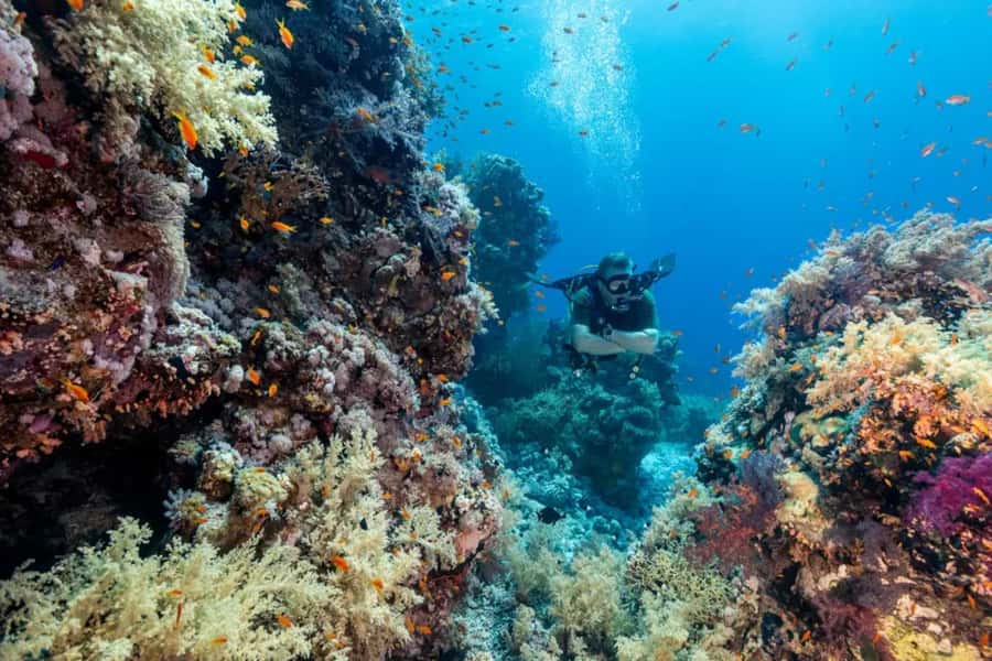 Sharm El Sheikh: Ras Mohamed & White Island Dive & Snorkel - Lunch, drinks, and time back on board