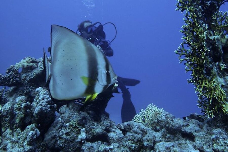 Sharm El Sheikh: Ras Mohamed & White Island Snorkel or Dive - What makes White Island worth the boat ride
