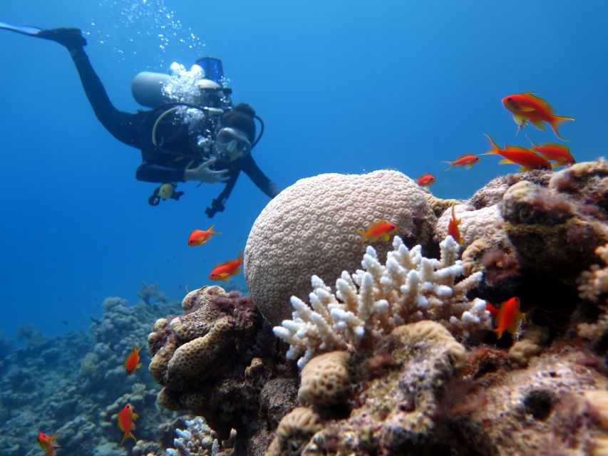 Sharm El Sheikh: Ras Mohamed & White Island Snorkel or Dive - Boat comforts and what is included