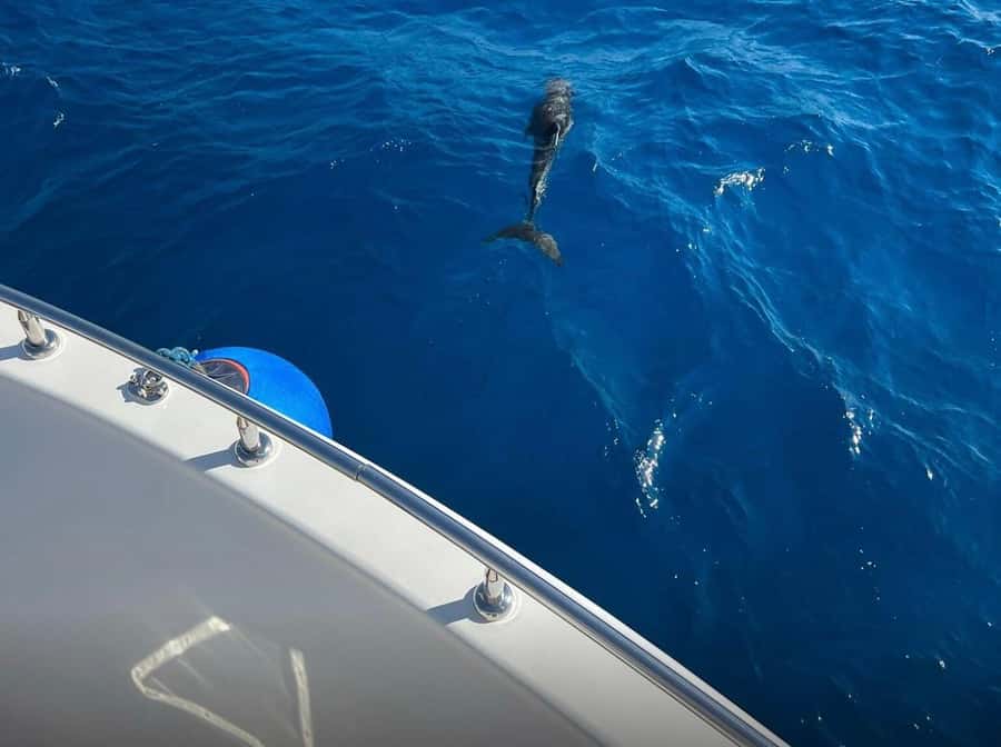 Sharm el-Sheikh: Ras Mohammed Elite VIP Cruise and BBQ Lunch - Lunch is a serious part of the value