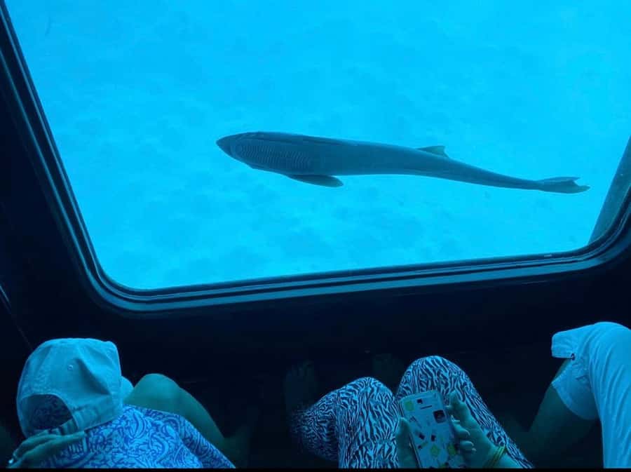 Sharm El-Sheikh: Seascope Submarine boat cruise with pickup - Forty-five minutes below the Red Sea