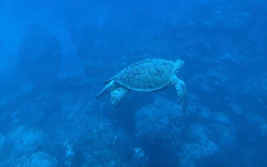 Sharm El-Sheikh: Seascope Submarine boat cruise with pickup - The 25-minute pickup and ride to the marina
