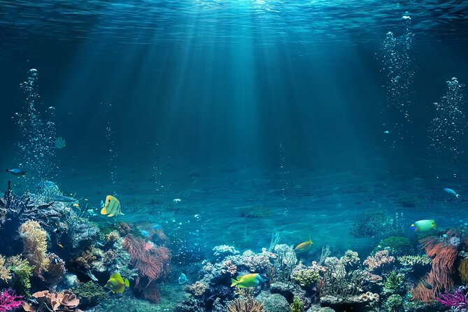 Sharm El Sheikh: White Island and Ras Mohamed Cruise Adventure - Snorkeling at Ras Mohammed National Park