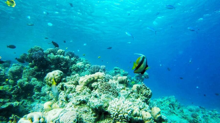 Sharm: Introductory Dive from the Shore & PADI Courses - What makes the Red Sea setting special