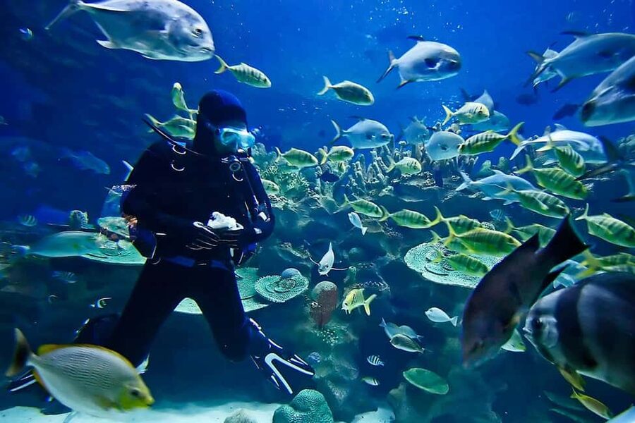 Sharm: Introductory Dive from the Shore & PADI Courses - Equipment, photos, lunch, and what to pack