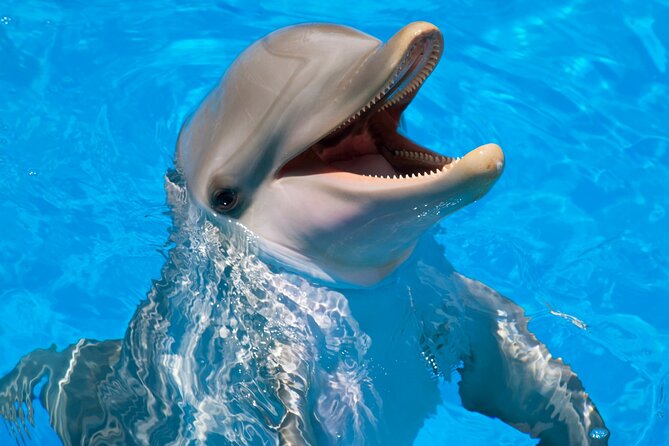 Swimming With Dolphin in Red Sea Adventure with Lunch - Hurgada - Key points to know before you book