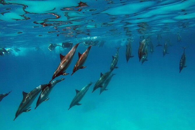 Swimming With Dolphin in Red Sea Adventure with Lunch - Hurgada - Dolphin House is a wild encounter, not a promise