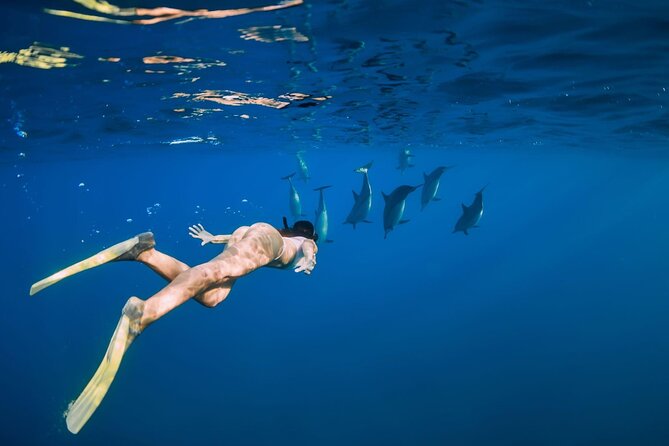 Swimming With Dolphin in Red Sea Adventure with Lunch - Hurgada - Searching for bottlenose dolphins at Dolphin House