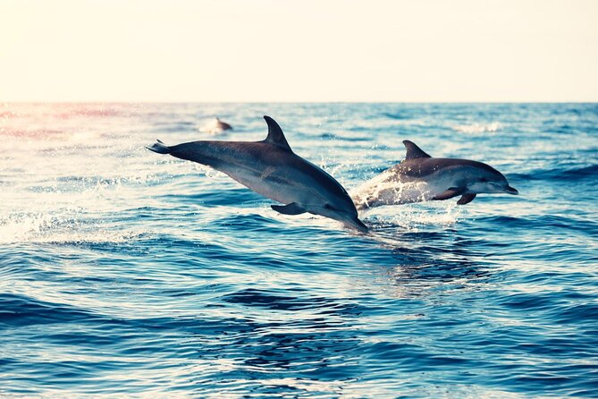 Swimming With Dolphin in Red Sea Adventure with Lunch - Hurgada - Two snorkeling stops and the coral reefs