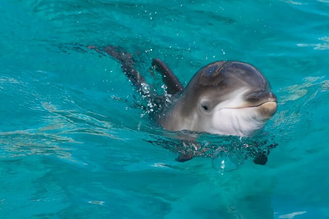 Swimming With Dolphin in Red Sea Adventure with Lunch - Hurgada - Who will enjoy this day most