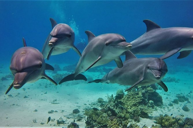 Swimming with Dolphin VIP Snorkeling Sea Trip With Lunch and Transfer - Hurghada - Cruising toward Dolphin House