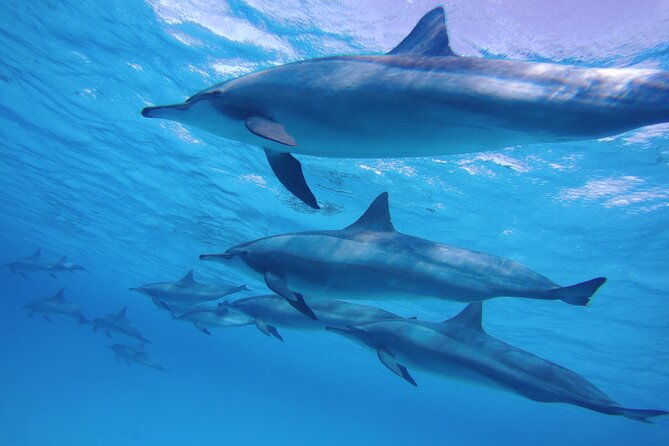 Swimming with Dolphin VIP Snorkeling Sea Trip With Lunch and Transfer - Hurghada - The crew and level of supervision