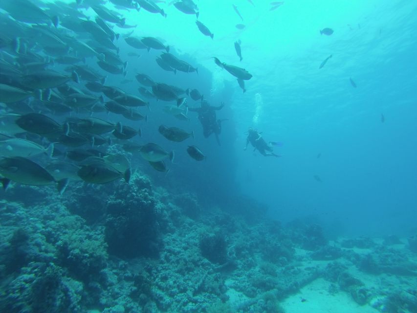 Tiran Island: Full-day Snorkeling, Diving Boat Trip - Two scuba sessions for certified participants
