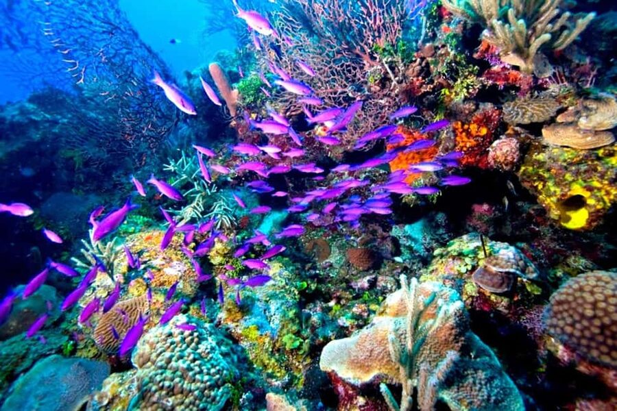 Tiran Island: Full-day Snorkeling, Diving Boat Trip - What makes Tiran Island worth the boat ride