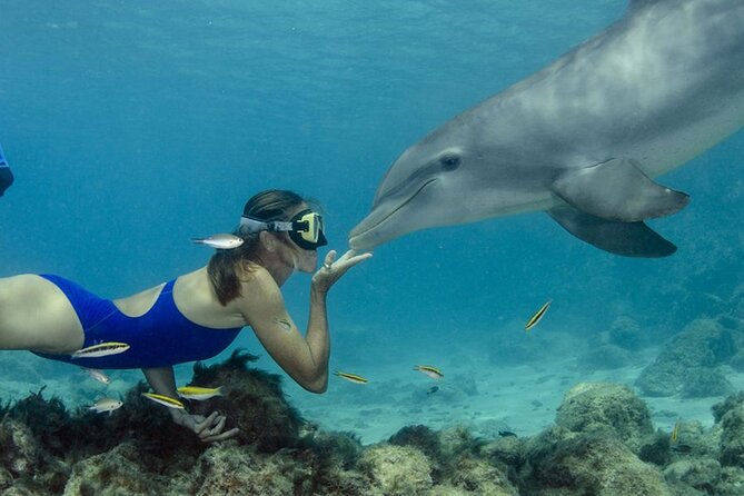 Tour and Swimming at the Dolphin House in Hurghada - Quick take on the Dolphin House day