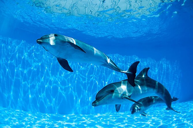 Tour and Swimming at the Dolphin House in Hurghada - What makes Dolphin House different in Hurghada