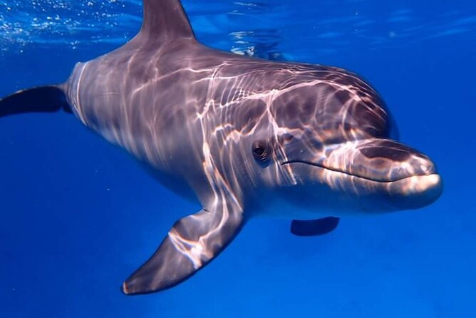 Tour and Swimming at the Dolphin House in Hurghada - Price, extra charges, and overall value