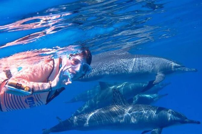 Tour and Swimming at the Dolphin House in Hurghada - Who should book this Hurghada boat trip