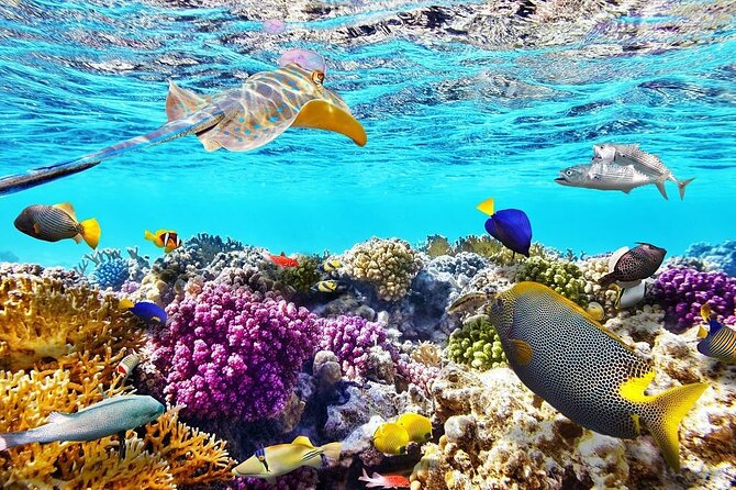 VIP -White Island & Ras Mohamed Snorkel Excursion - Why White Island and Ras Mohamed make a strong pair