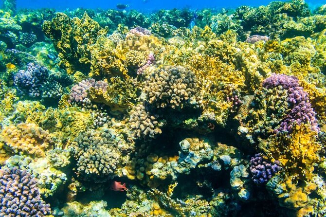VIP -White Island & Ras Mohamed Snorkel Excursion - Lunch, drinks, and time back on board