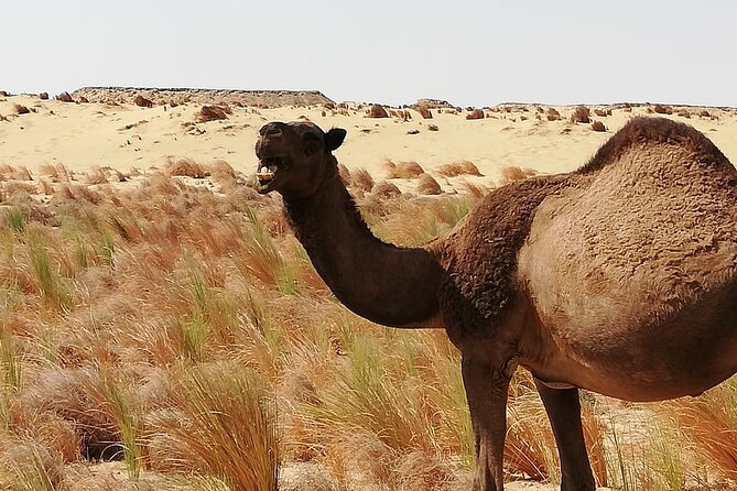 White Desert - Overnight Tour - Why the White Desert is worth an overnight stay